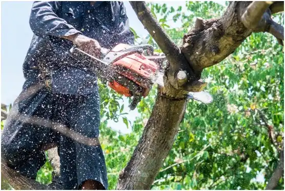 tree services Barboursville